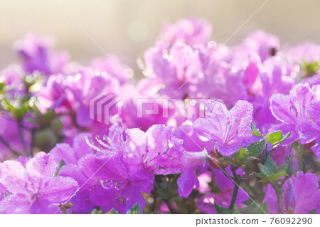 晨露 美山霧島 76092290