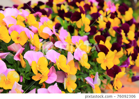 花園裡的園藝五顏六色的兩色三色堇中提琴 76092306