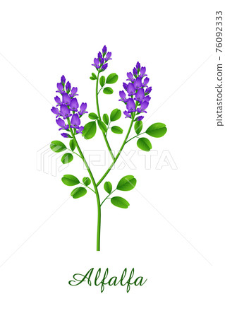 Alfalfa plant, green grasses herbs and plants collection Alfalfa plant, green grasses herbs and plants collection 76092333