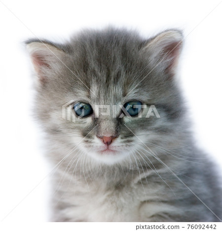 Kitten 76092442