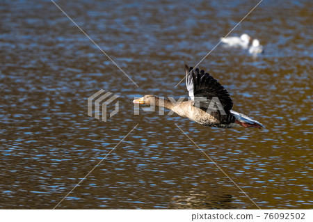 The flying greylag goose, Anser anser is a species of large goose 76092502
