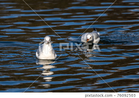 The European Herring Gull, Larus argentatus is a large gull The European Herring Gull, Larus argentatus is a large gull 76092503