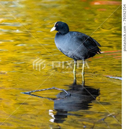 Common moorhen Gallinula chloropus also known as the waterhen or swamp chicken 76092504
