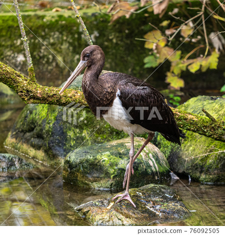 Black stork, Ciconia nigra in a german nature park Black stork, Ciconia nigra in a german nature park 76092505