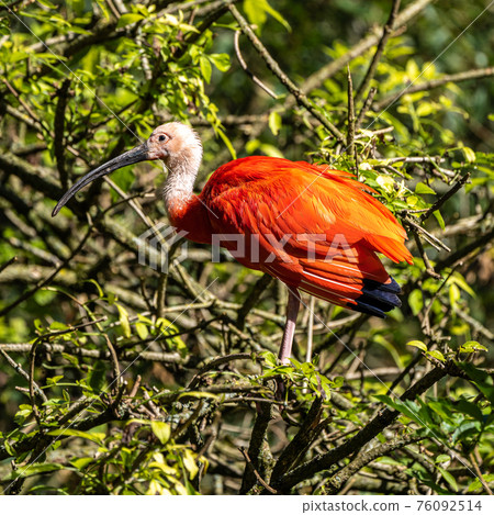 Scarlet ibis, Eudocimus ruber. Wildlife animal in the zoo 76092514