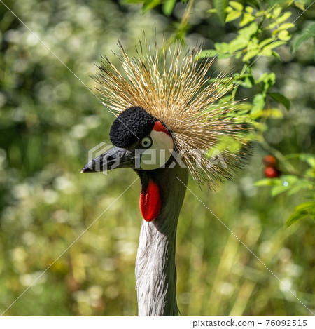 Black Crowned Crane, Balearica pavonina in a park 76092515