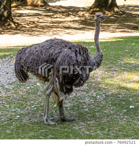 The common ostrich, Struthio camelus, or simply ostrich 76092521