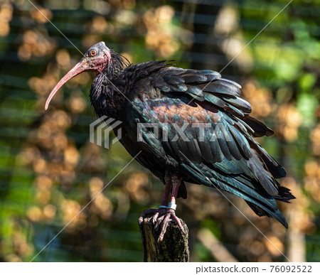Northern Bald ibis, Geronticus eremita in the zoo 76092522