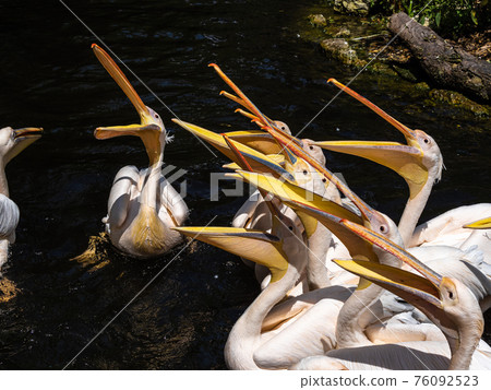 Great White Pelican, Pelecanus onocrotalus in a park 76092523