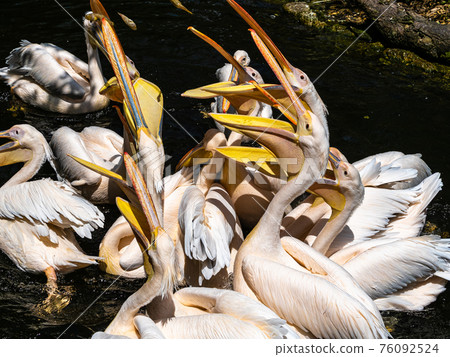 Great White Pelican, Pelecanus onocrotalus in a park 76092524