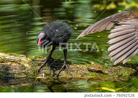 Little Common moorhen baby, Gallinula chloropus also known as the waterhen 76092526