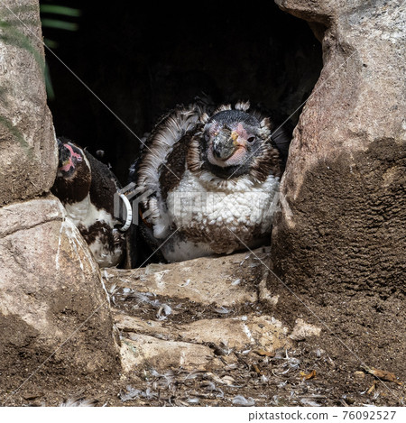 Humboldt Penguin, Spheniscus humboldti in a park 76092527