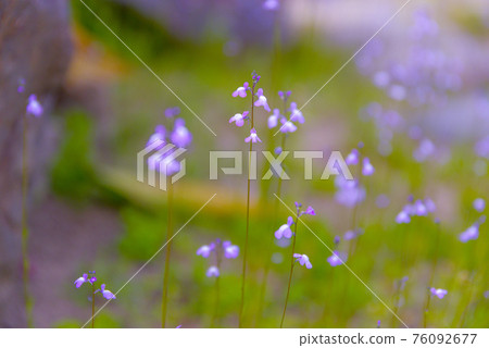 Blue toadflax-21 early summer fairy 76092677