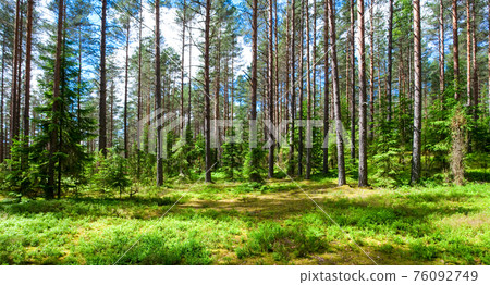 Summer forest Summer forest 76092749