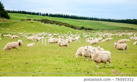 Sheeps Sheeps 76093352