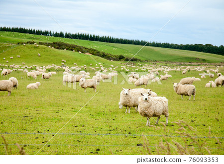 Sheeps Sheeps 76093353