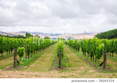 Vineyard Marlborough Region South Island of New Zealand Vineyard Marlborough Region South Island of New Zealand 76093554