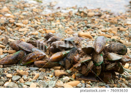 New Zealand green-lipped mussels 76093630