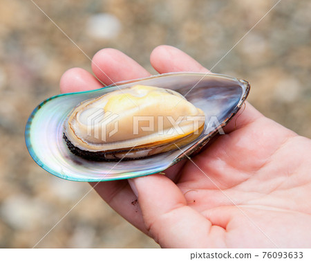 Greenshell mussel Greenshell mussel 76093633