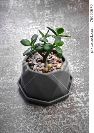 Succulent in pot on gray concrete background. Copy space for text. 76093670