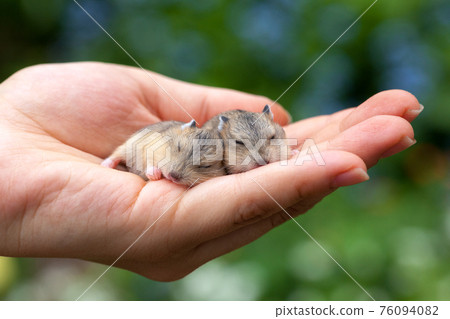 Hamster pups on palm Hamster pups on palm 76094082
