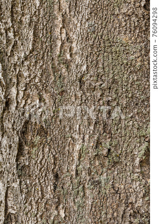 Empty wooden texture tree of dark, rough tree bark brown color Empty wooden texture tree of dark, rough tree bark brown color 76094298