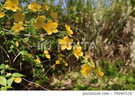 Yamaboki flowers 76094528