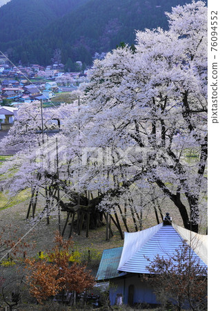 在盛開的淺粉紅色的櫻桃樹 76094552