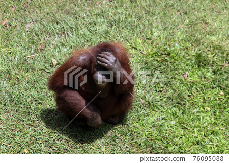 Young Orang Utan on a Grassy Surface Young Orang Utan on a Grassy Surface 76095088