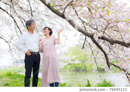 Yoshino cherry tree Senior couple enjoying cherry blossoms Copy space right side 76095213