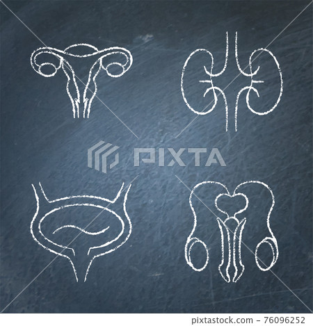 Urogenital system icon sketch set on chalkboard Urogenital system icon sketch set on chalkboard 76096252