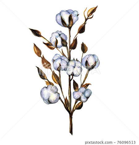 Cotton flower with white bolls on a white background 76096513