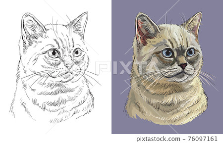 Vector illustration portrait of fluffy British cat Vector illustration portrait of fluffy British cat 76097161