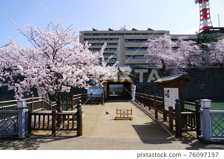 Spring flowers Sakura Fukui Castle Ruins Somei Yoshino Spring flowers Sakura Fukui Castle Ruins Somei Yoshino 76097197
