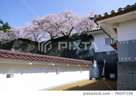 春天的花朵櫻花福井城遺址染井吉野 春天的花朵櫻花福井城遺址染井吉野 76097199