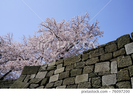 春天的花朵櫻花福井城遺址染井吉野 春天的花朵櫻花福井城遺址染井吉野 76097200