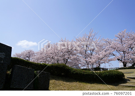 Spring flowers Sakura Fukui Castle Ruins Somei Yoshino 76097201