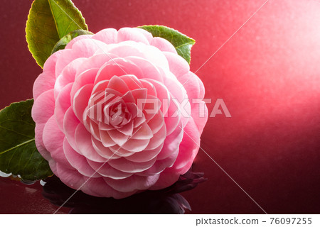 牡丹花水意象(紅底) 牡丹花水意象(紅底) 76097255