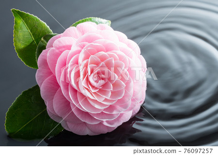 Image of peony flower floating on water (gray background) 76097257