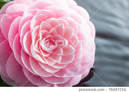 漂浮在水面上的牡丹花圖像（灰色背景） 76097258