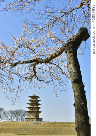 Spring at the Iksan Wanggung-ri Historic Site 76097955