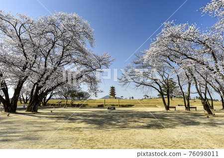 益山王宮裡遺址的春天 76098011
