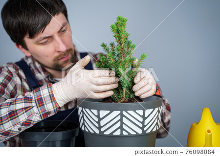 Hands of male gardener transplant small fir tree into new pot in studio on gray background. Gardening and care of domestic plants. Transplanting houseplant spruce from small to large pot at home 76098084