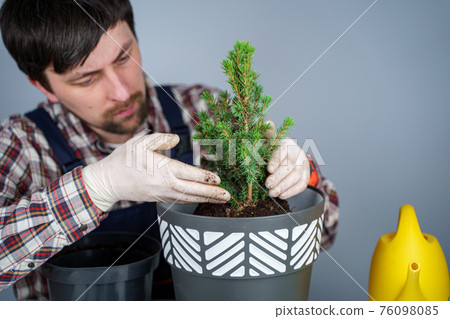 Gardening concept. Transplanting and seeding new plants fir-tree. Closeup on hands and pots. Man gardener transplants houseplant Conic spruce in new pot inside on the background of a gray wall Gardening concept. Transplanting and seeding new plants fir-tree. Closeup on hands and pots. Man gardener transplants houseplant Conic spruce in new pot inside on the background of a gray wall 76098085