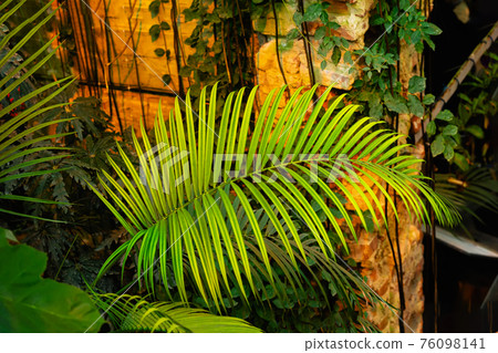 Date palm branch on background of rocky wall close-up. Natural background for design and decoration 76098141