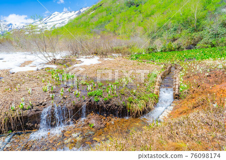 Mizubasho of Tsugaike Natural Garden in early summer [Nagano Prefecture] 76098174