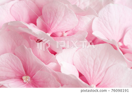 Pink hydrangea closeup. Pink abstract flowers background. Macro flowers. Greeting card Pink hydrangea closeup. Pink abstract flowers background. Macro flowers. Greeting card 76098191