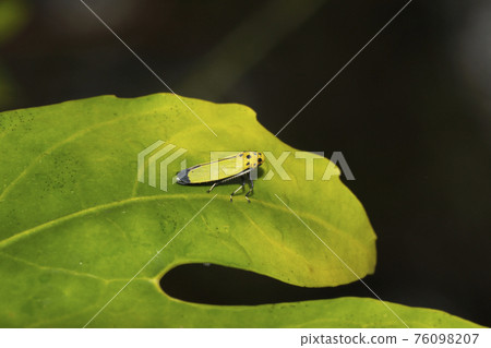 Tsunagogyo Oshoko Tsunagogyo Oshoko 76098207