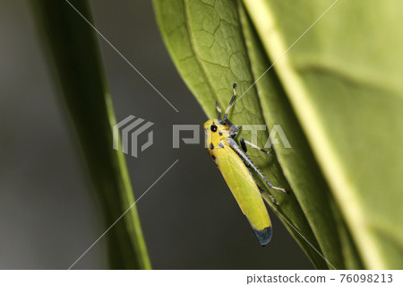 Tsunagogyo Oshoko Tsunagogyo Oshoko 76098213