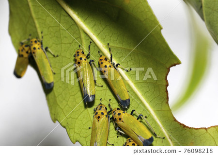 A group of Bothrogonia ferrugines 76098218